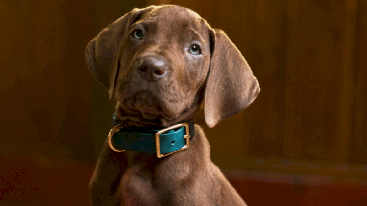 ‘scooby-doo:-origins’-to-have-real-dog-portray-titular-pup,-sets-2027-premiere