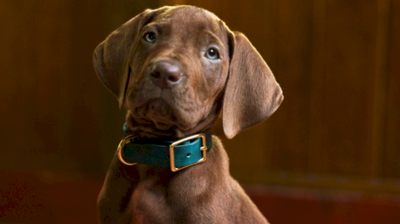 ‘scooby-doo:-origins’-to-have-real-dog-portray-titular-pup,-sets-2027-premiere