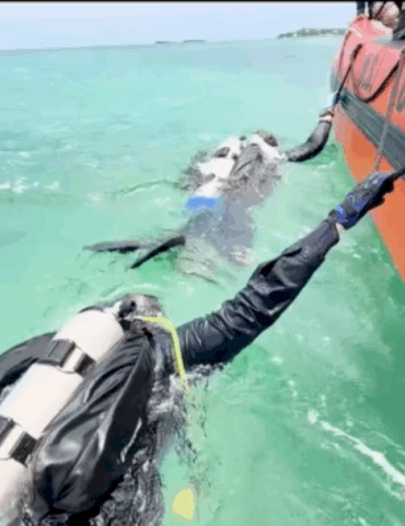 coast-guard-ends-search-for-lynette-hooker-in-bahamas