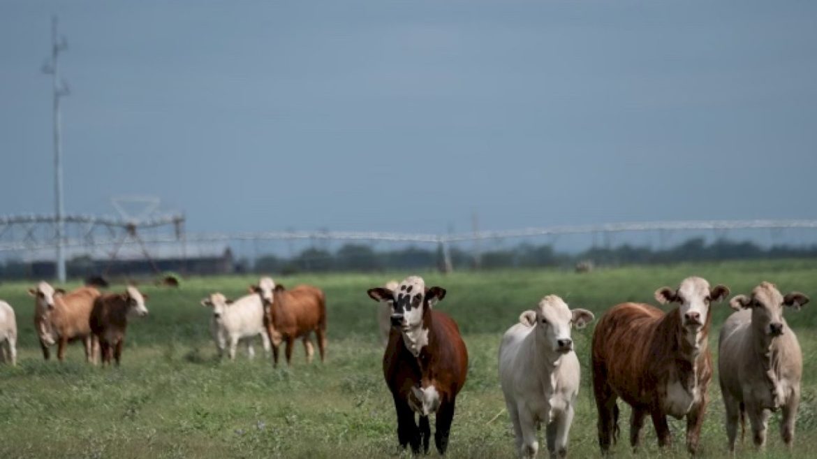 beef-consumers-don’t-need-to-worry-about-the-screwworm-infections-in-cattle,-experts-say