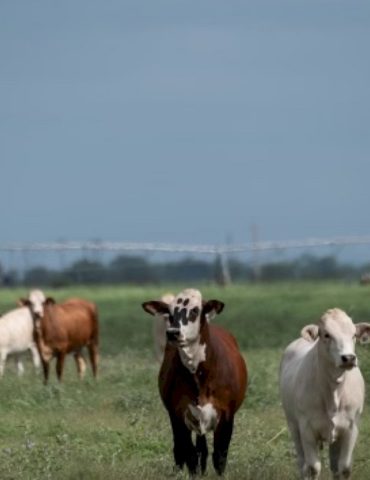 beef-consumers-don’t-need-to-worry-about-the-screwworm-infections-in-cattle,-experts-say