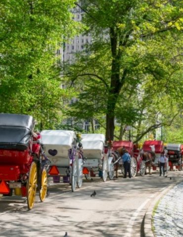 central-park-carriage-horse’s-cause-of-death-revealed