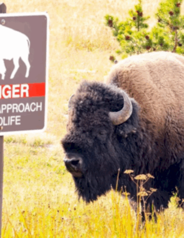12-year-old-injured-by-bison-at-yellowstone-national-park