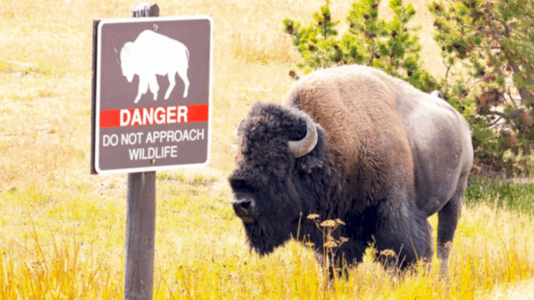 12-year-old-injured-by-bison-at-yellowstone-national-park
