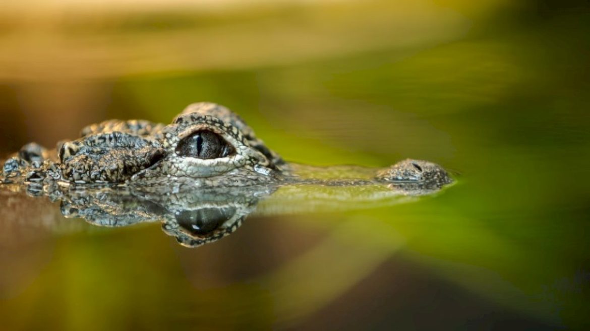 woman-killed-by-alligator-in-florida-river,-officials-say