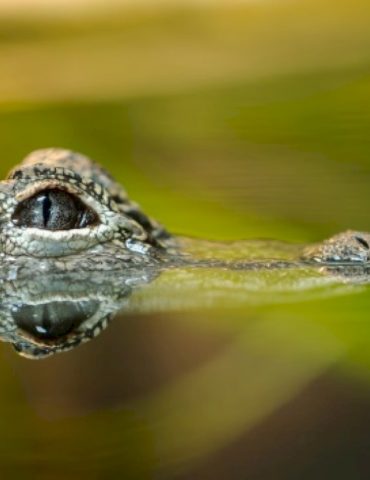 woman-killed-by-alligator-in-florida-river,-officials-say