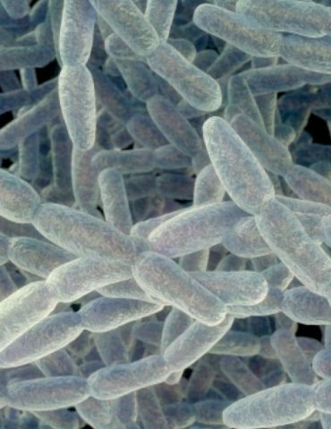 nearly-2-dozen-sickened-in-legionnaires’-disease-cluster-in-new-york-city