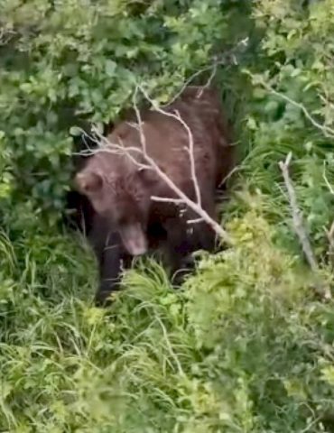 woman-attacked-by-brown-bear-while-hiking-alaskan-trail