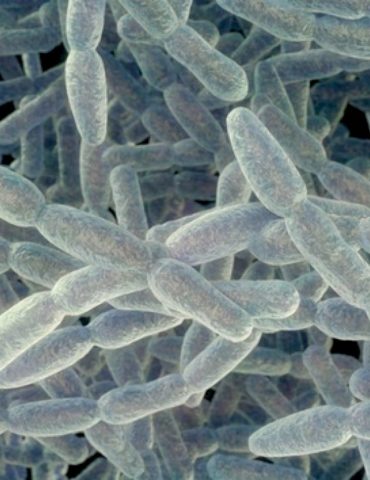 4th-person-dies-from-legionnaires’-disease-in-new-york-city:-health-officials