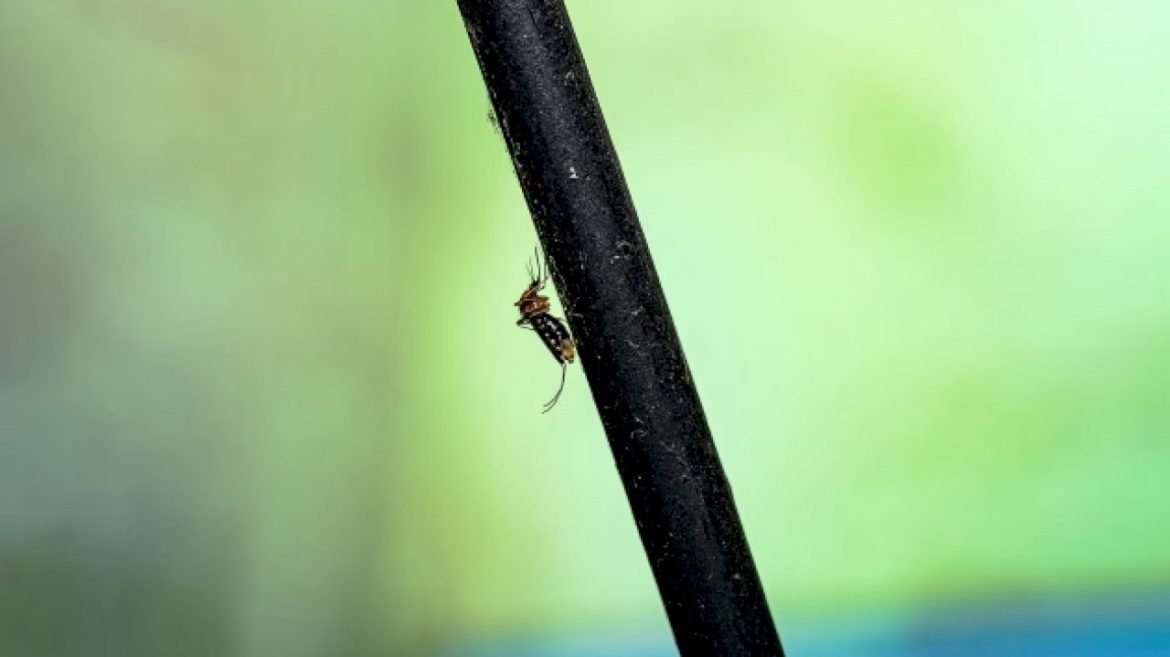 record-number-of-west-nile-virus-cases-since-2004,-cdc-warns-ahead-of-holiday-weekend