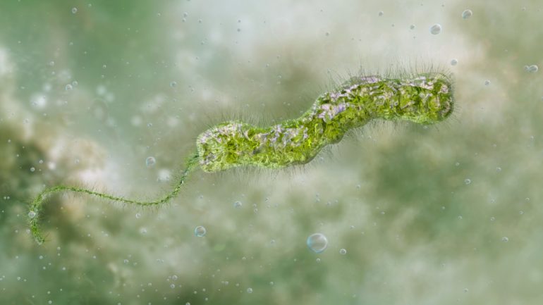 louisiana-reporting-at-least-5-deaths-from-flesh-eating-bacteria-in-seawater