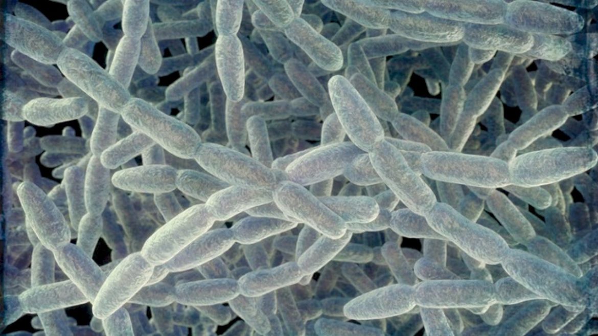 legionnaires’-disease-cluster-in-new-york-city-grows-to-36-cases