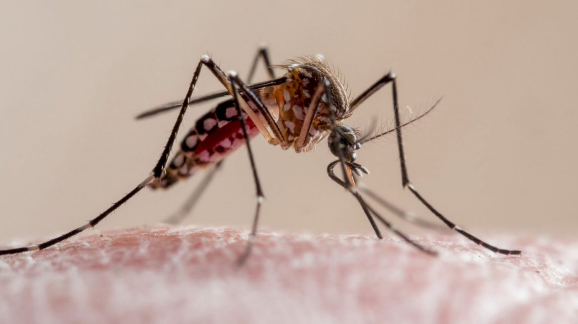 what-to-know-about-dengue-fever-as-florida-reports-1st-death-and-cases-rise