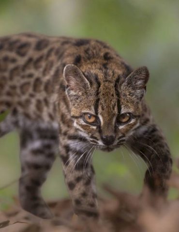 first-new-feline-species-in-100-years-discovered-in-bolivian-forest