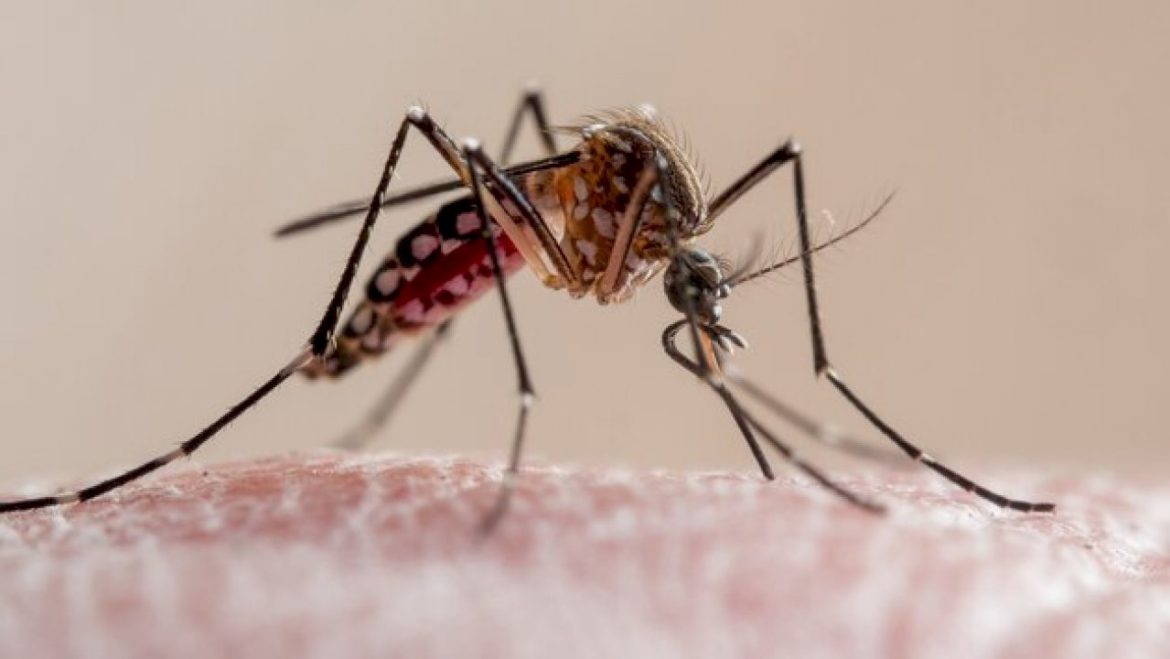as-dengue-continues-to-rise-in-florida,-some-are-worried-about-underreporting-of-cases
