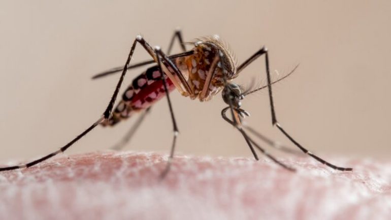 as-dengue-continues-to-rise-in-florida,-some-are-worried-about-underreporting-of-cases