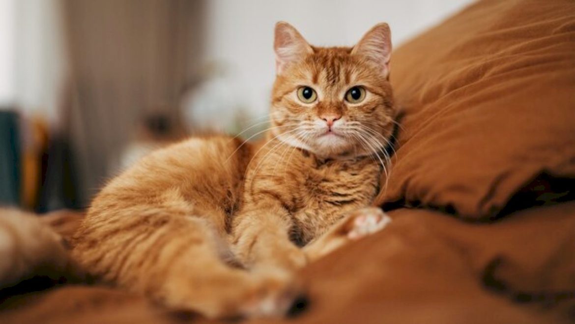 1-in-15-household-cats-may-carry-‘beaver-fever’-which-can-infect-humans