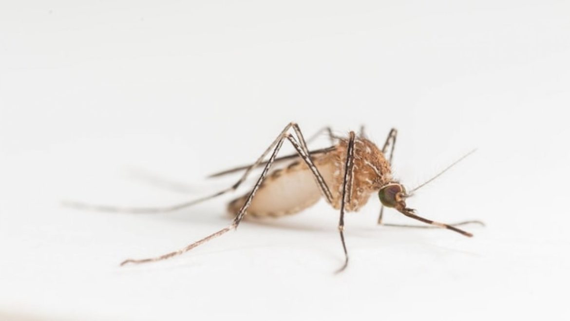 2-west-nile-virus-deaths-reported-in-north-carolina:-officials