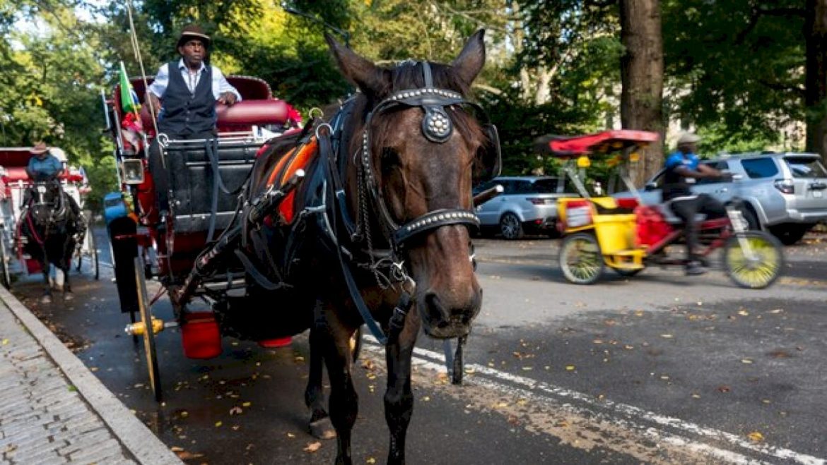 new-york-city-to-ban-horse-drawn-carriages-in-2028