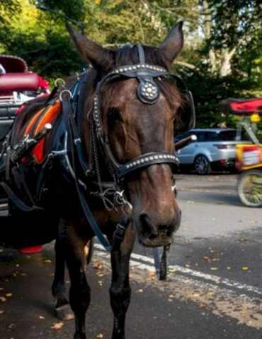 new-york-city-to-ban-horse-drawn-carriages-in-2028